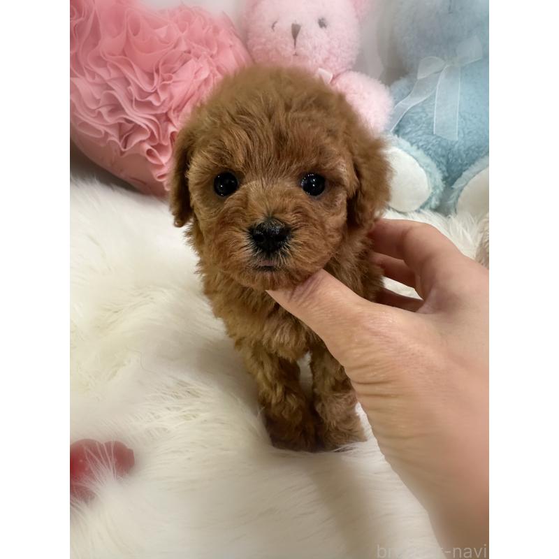 販売中の香川県のトイプードル-445242の2枚目