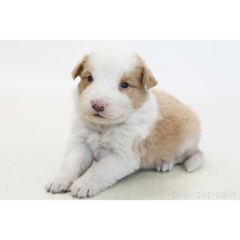 販売中の神奈川県のボーダーコリー-445264