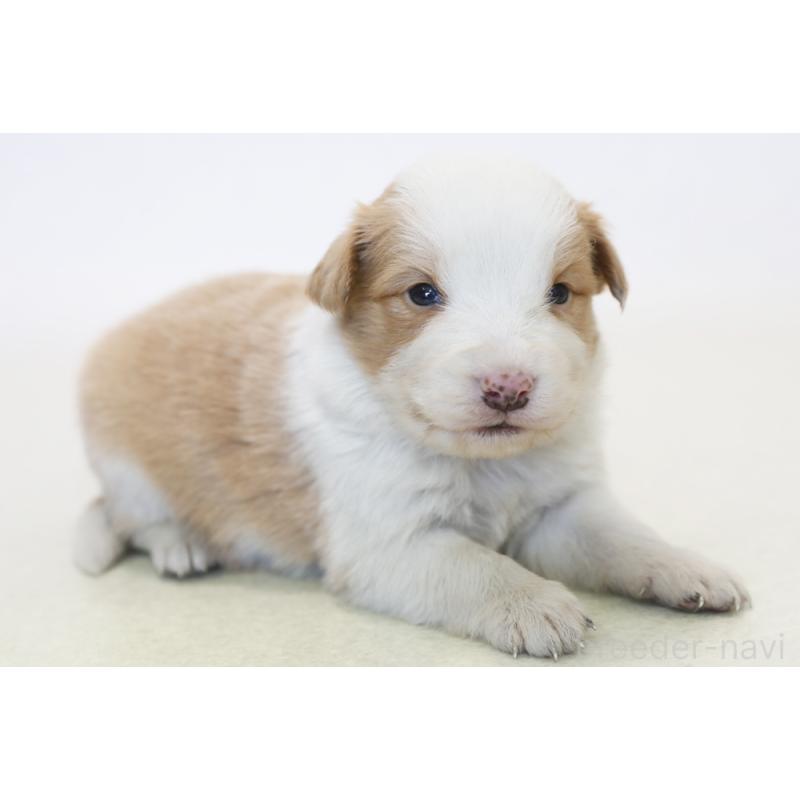 販売中の神奈川県のボーダーコリー-445264の6枚目