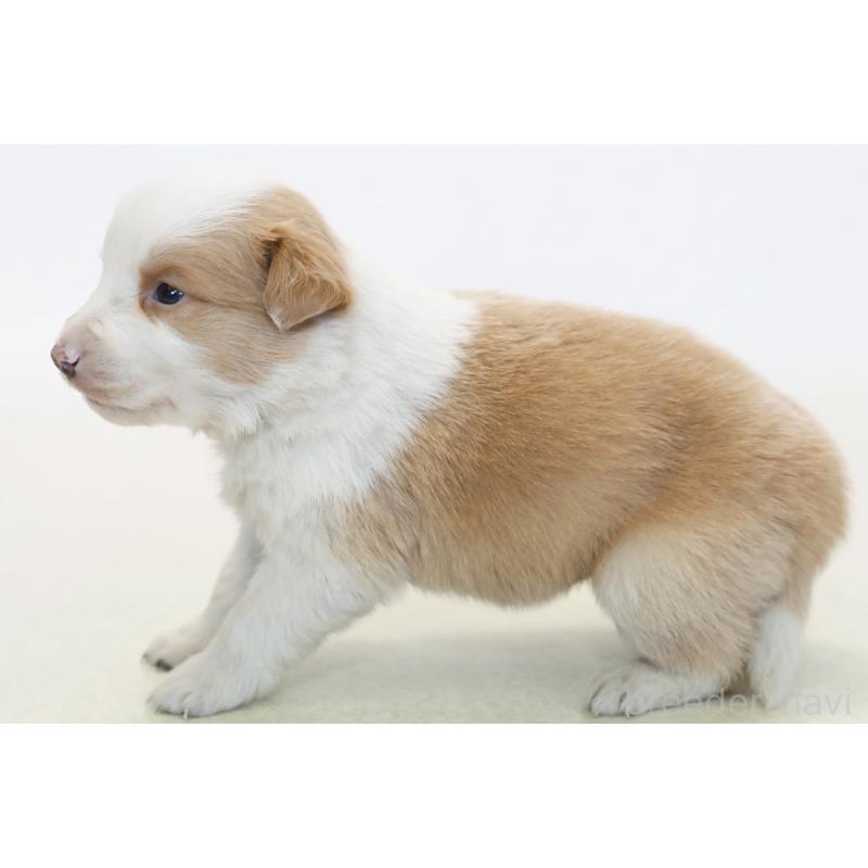 販売中の神奈川県のボーダーコリー-445264の5枚目