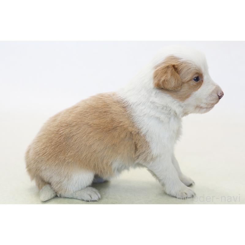 販売中の神奈川県のボーダーコリー-445264の4枚目