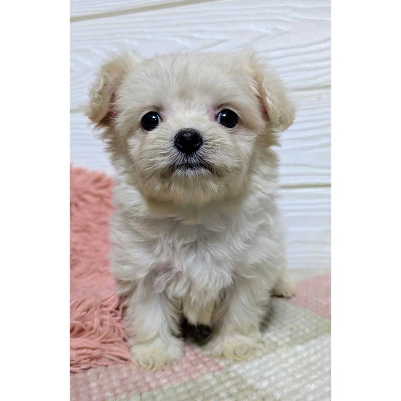 販売中の宮崎県のミックス犬-445263の7枚目