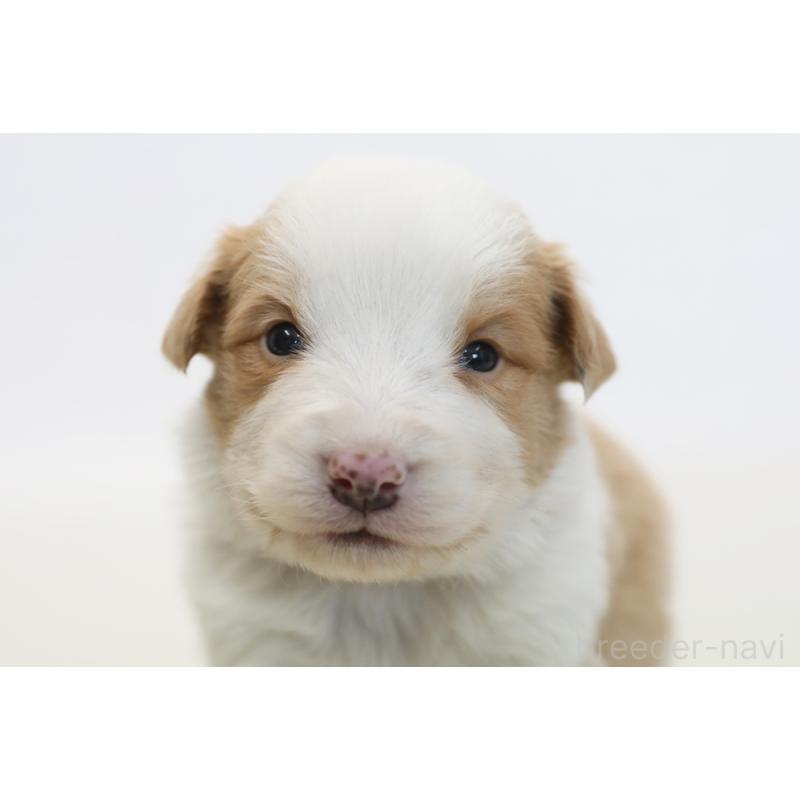 販売中の神奈川県のボーダーコリー-445264の3枚目