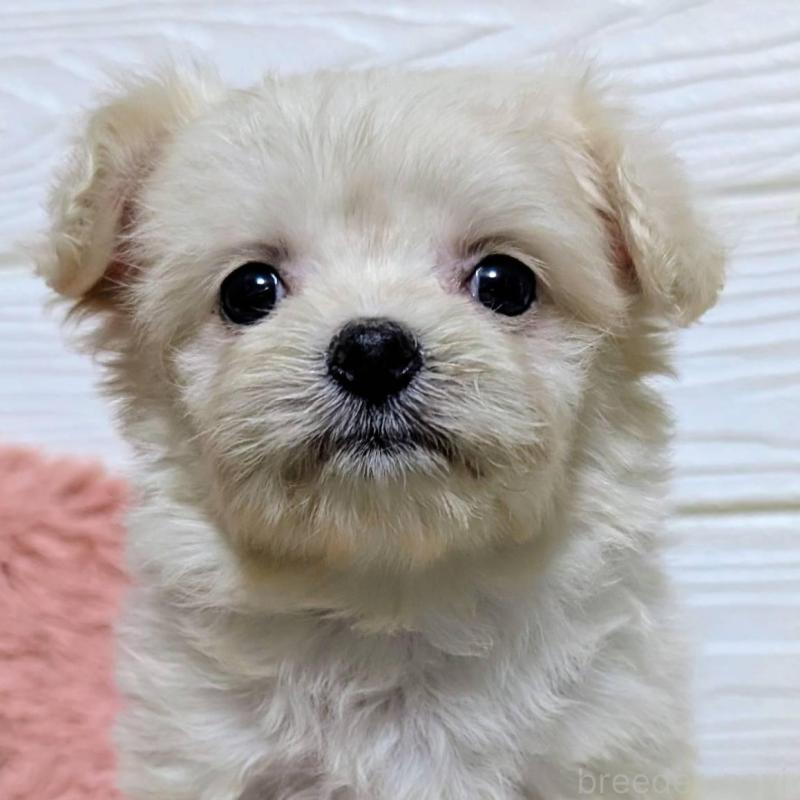 販売中の宮崎県のミックス犬-445263の1枚目