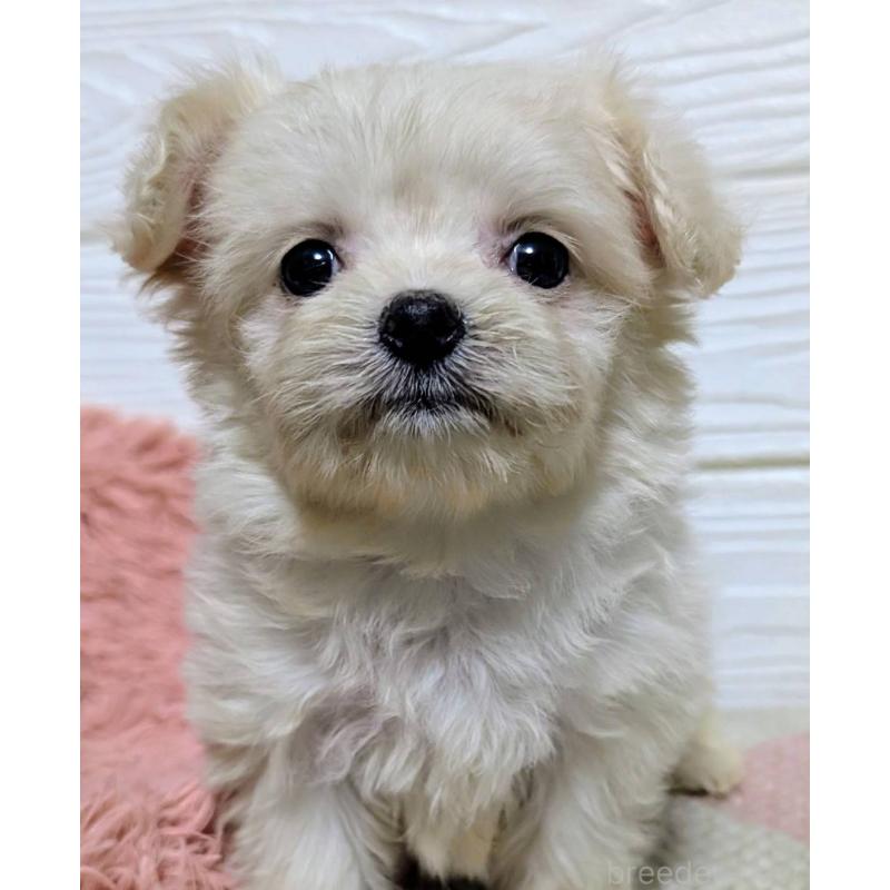 販売中の宮崎県のミックス犬-445263の6枚目