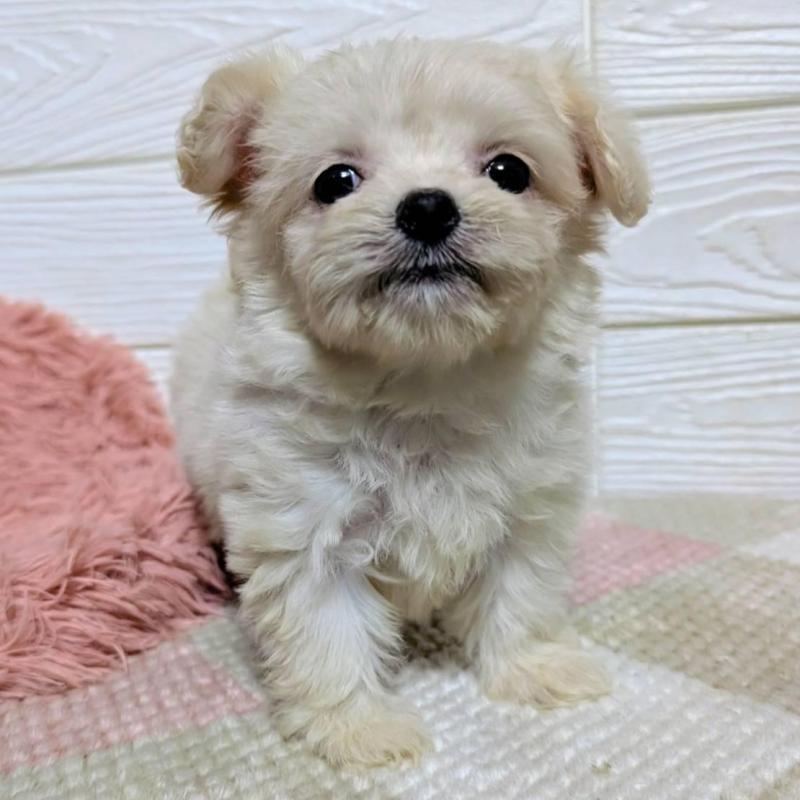 販売中の宮崎県のミックス犬-445263の5枚目