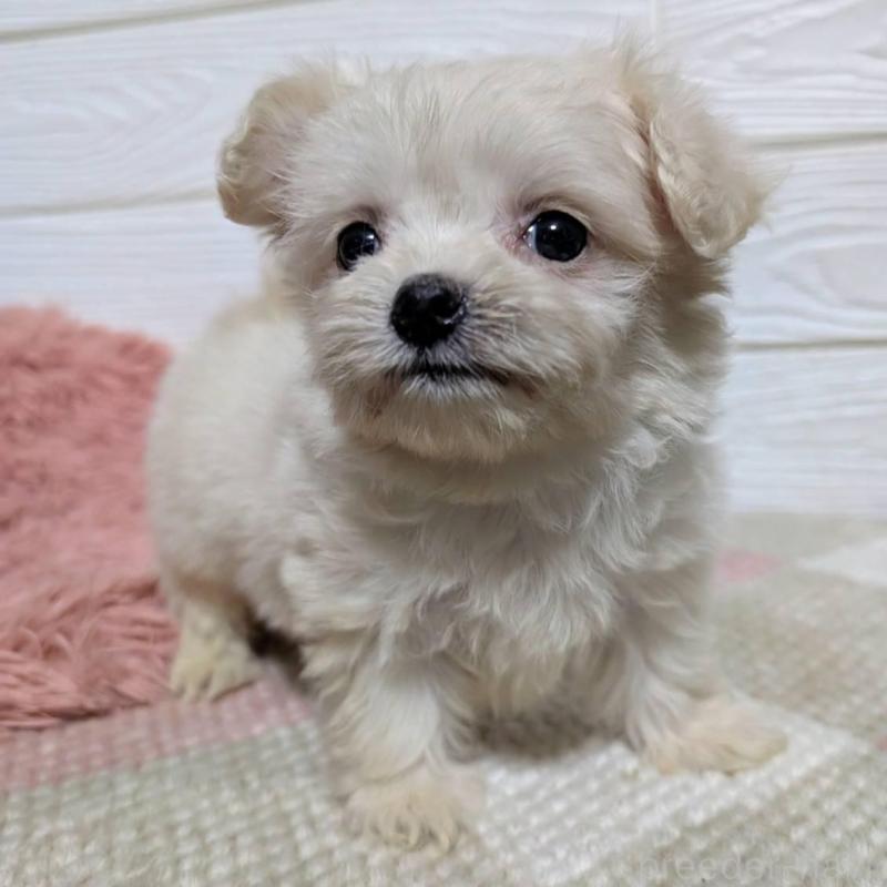 販売中の宮崎県のミックス犬-445263の3枚目