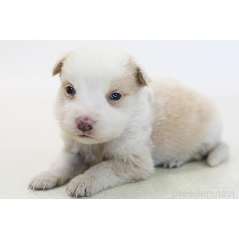 販売中の神奈川県のボーダーコリー-445265