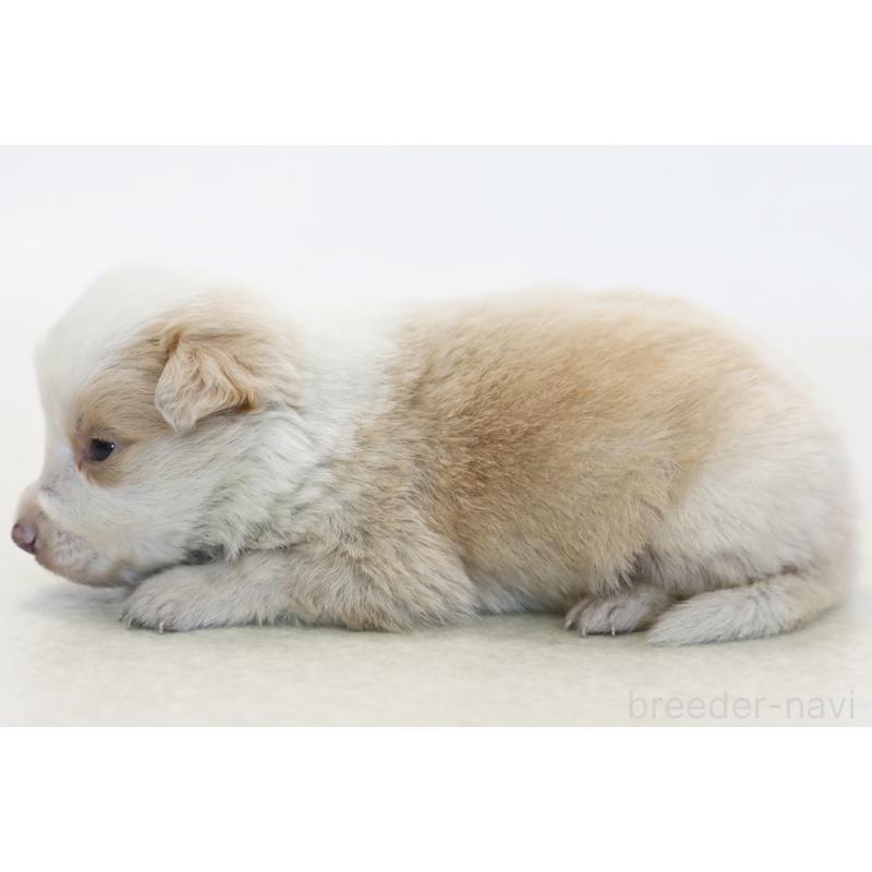 販売中の神奈川県のボーダーコリー-445265の5枚目