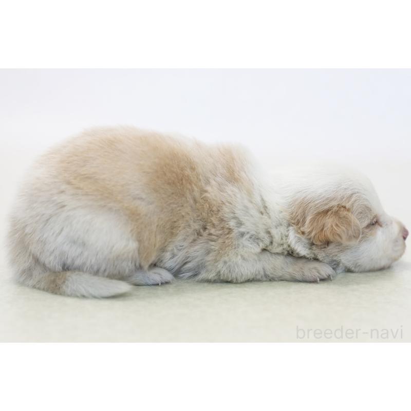 販売中の神奈川県のボーダーコリー-445265の4枚目