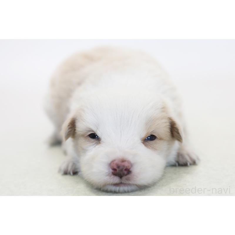 販売中の神奈川県のボーダーコリー-445265の3枚目