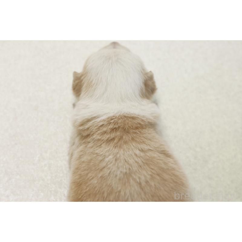 販売中の神奈川県のボーダーコリー-445265の2枚目