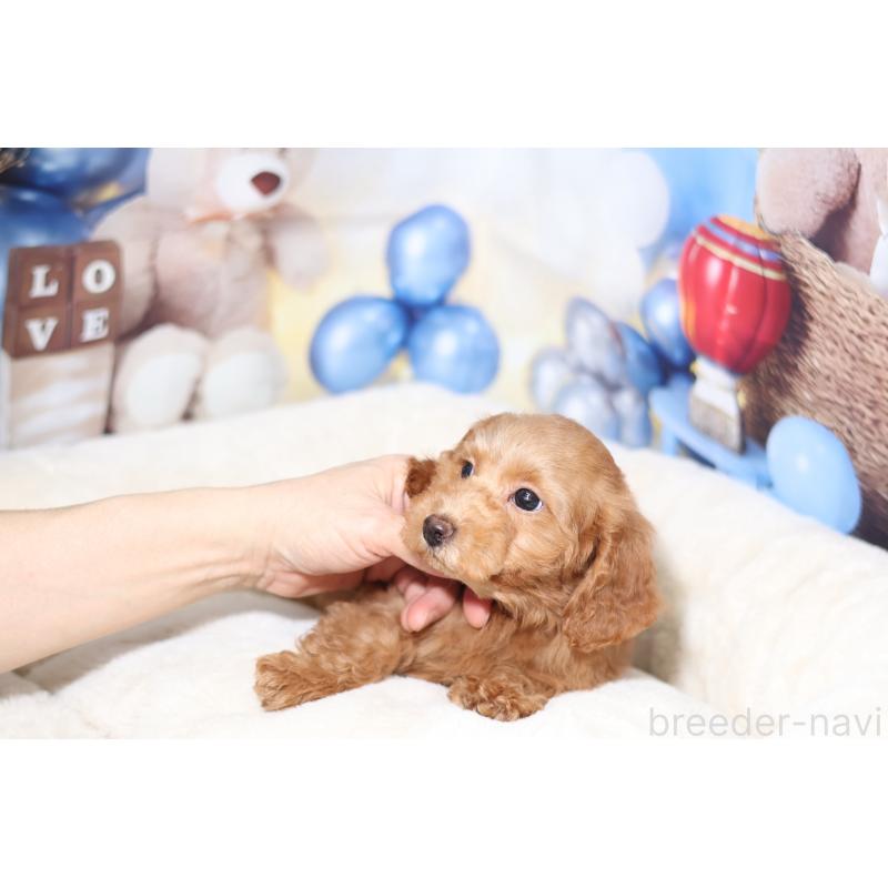 販売中の大阪府のタイニープードル-445267の3枚目