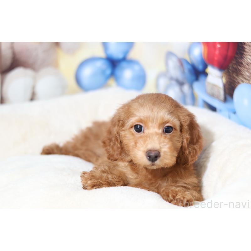 販売中の大阪府のタイニープードル-445267の2枚目