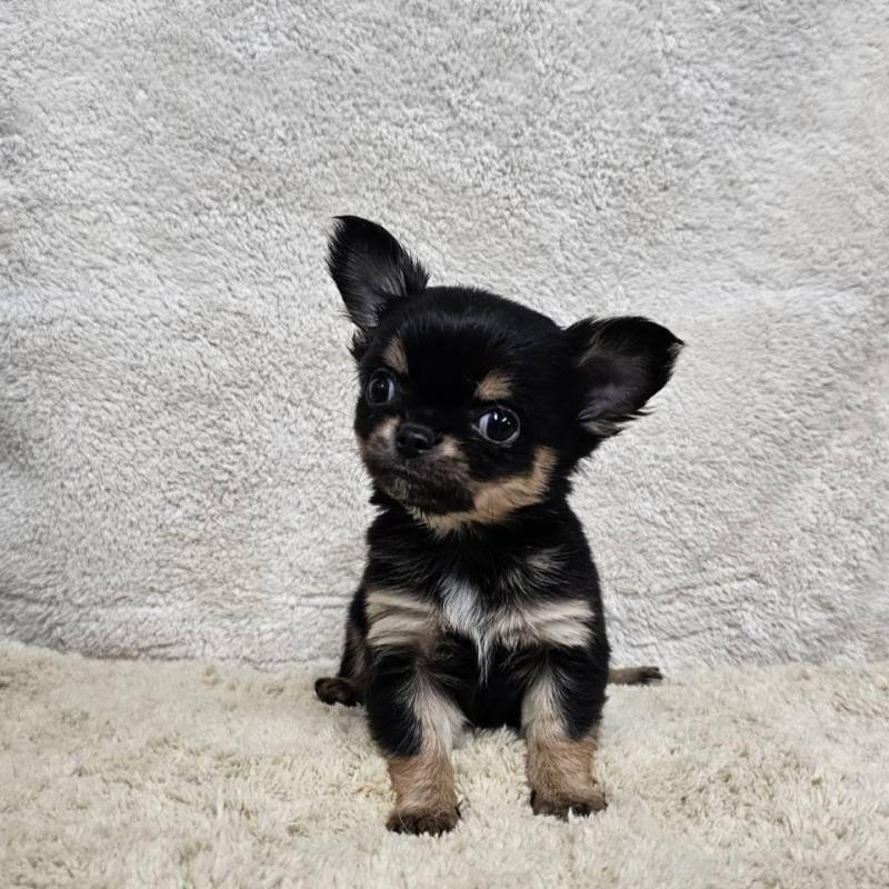 販売中の埼玉県のチワワ(ロングコート)-445268の9枚目