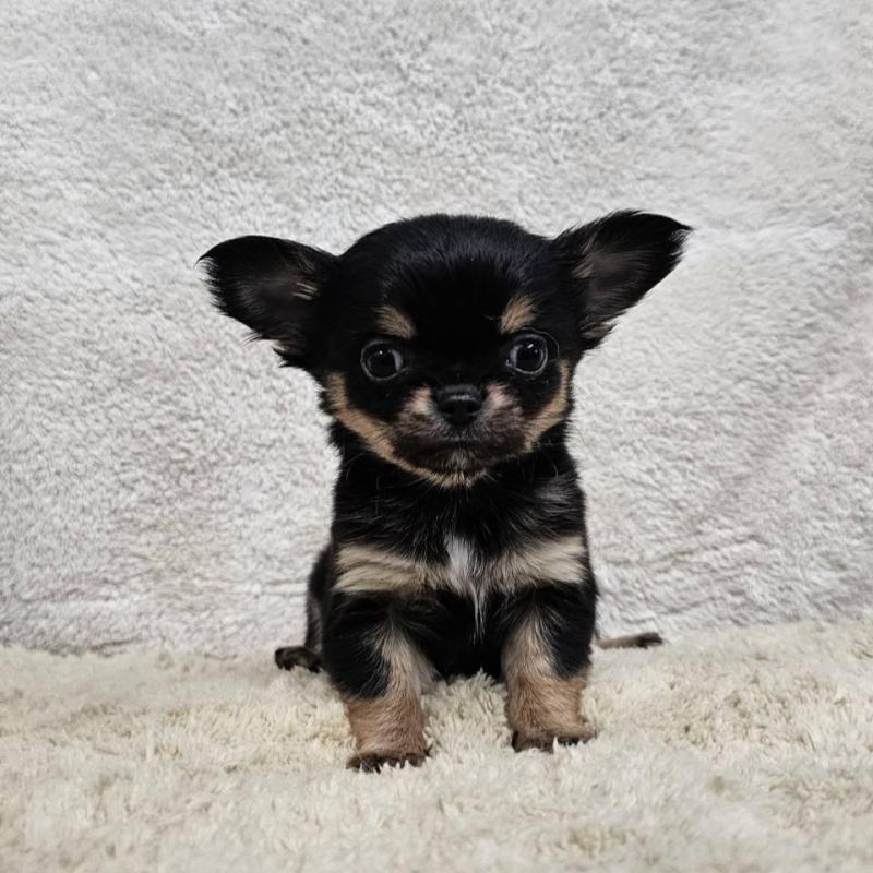 販売中の埼玉県のチワワ(ロングコート)-445268の1枚目