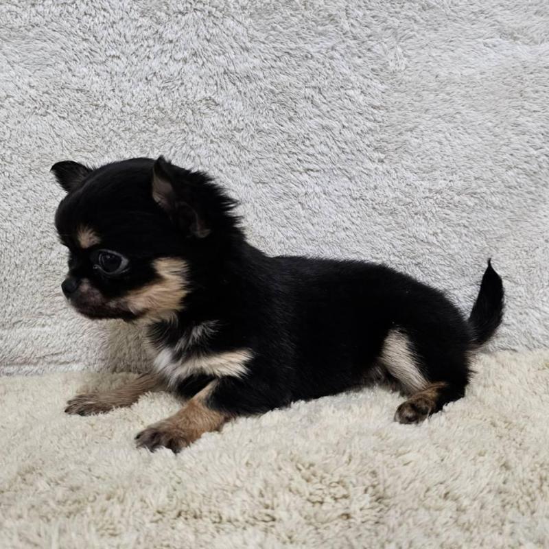 販売中の埼玉県のチワワ(ロングコート)-445268の8枚目