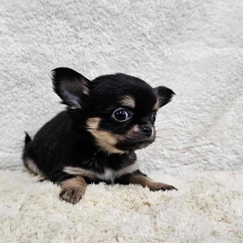 販売中の埼玉県のチワワ(ロングコート)-445268の7枚目