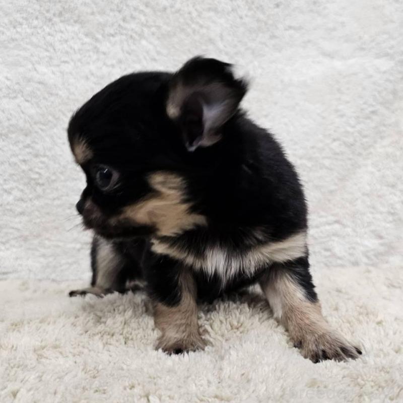 販売中の埼玉県のチワワ(ロングコート)-445268の5枚目