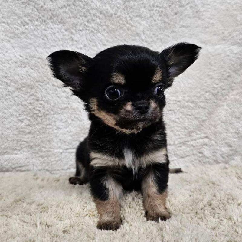 販売中の埼玉県のチワワ(ロングコート)-445268の4枚目