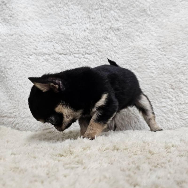 販売中の埼玉県のチワワ(ロングコート)-445268の2枚目