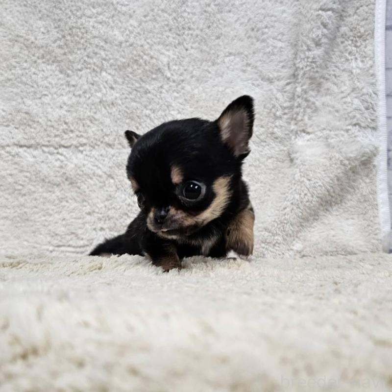 販売中の埼玉県のチワワ(スムースコート)-445269の9枚目