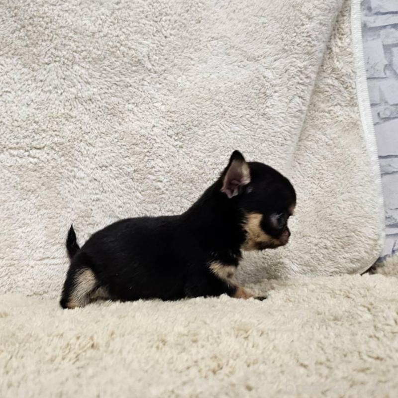 販売中の埼玉県のチワワ(スムースコート)-445269の8枚目