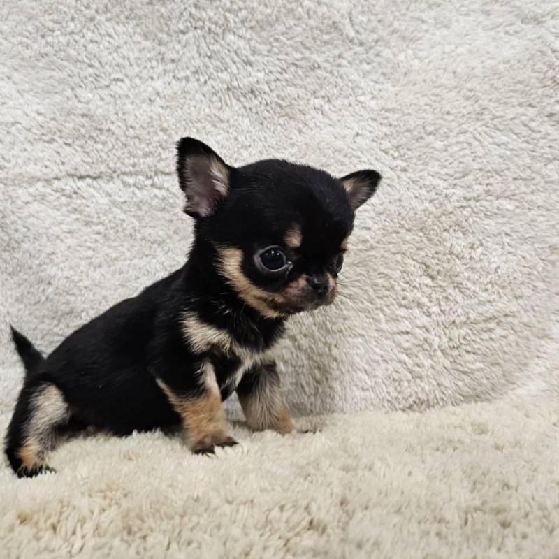 販売中の埼玉県のチワワ(スムースコート)-445269の7枚目