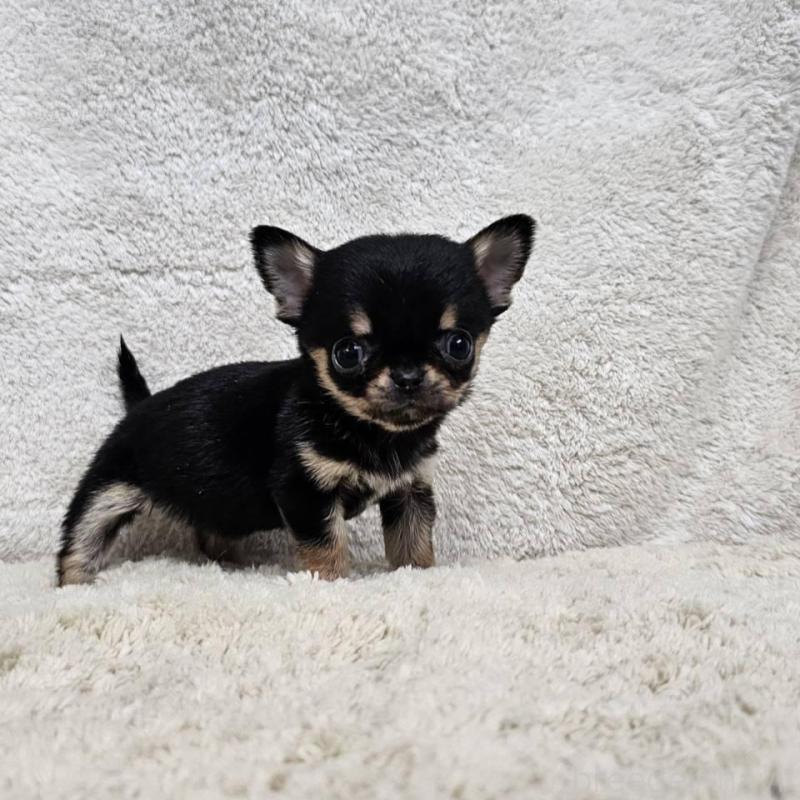 販売中の埼玉県のチワワ(スムースコート)-445269の6枚目