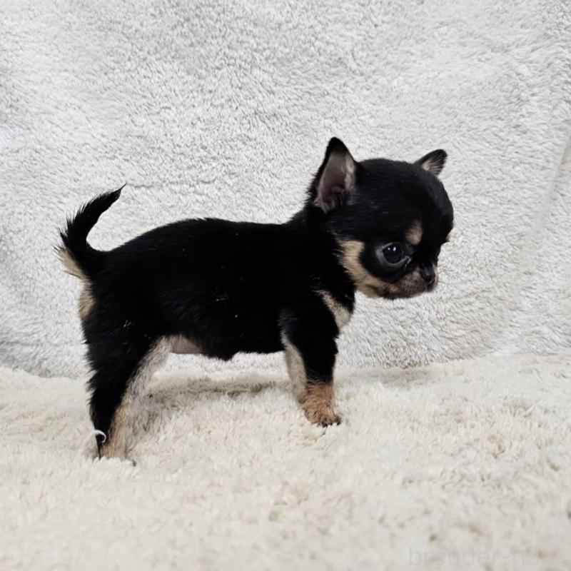 販売中の埼玉県のチワワ(スムースコート)-445269の5枚目