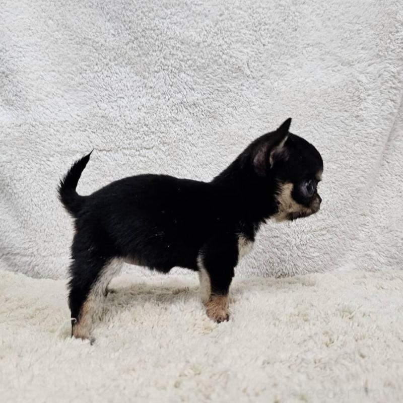 販売中の埼玉県のチワワ(スムースコート)-445269の4枚目