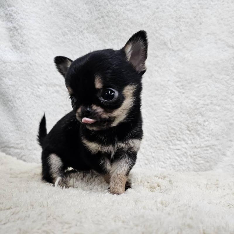 販売中の埼玉県のチワワ(スムースコート)-445269の3枚目