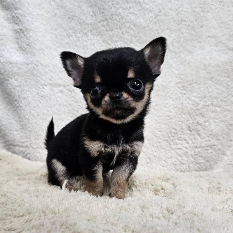 販売中の埼玉県のチワワ(スムースコート)-445269