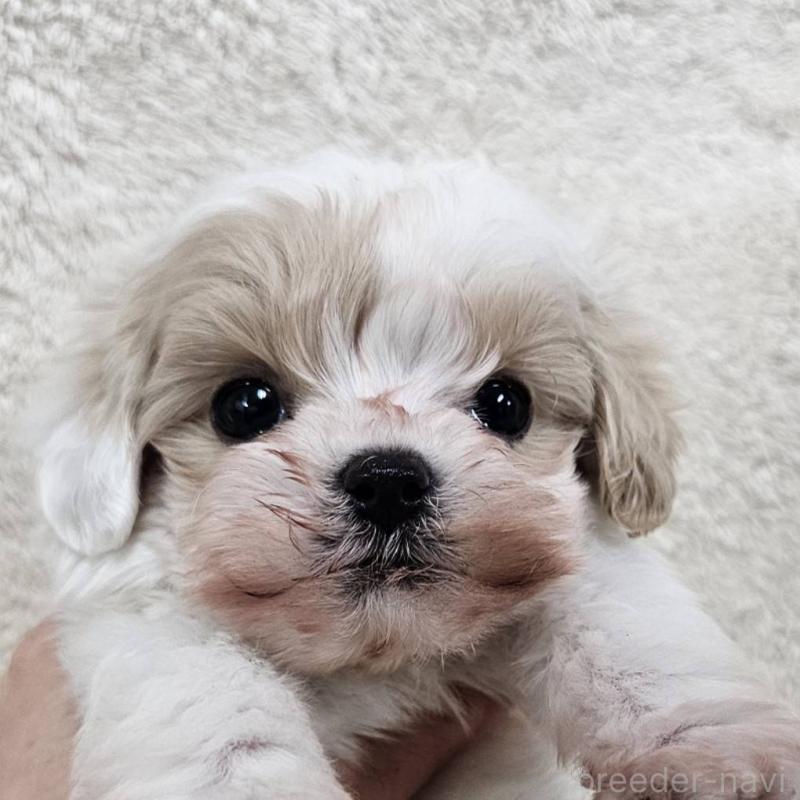 販売中の埼玉県のマルプー:マルチーズ×トイプードル-440481