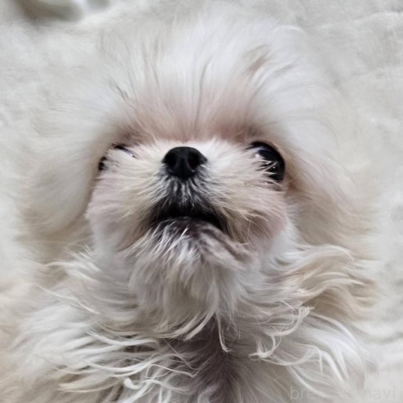 販売中の埼玉県のチワマル:チワワ×マルチーズ-440488の6枚目