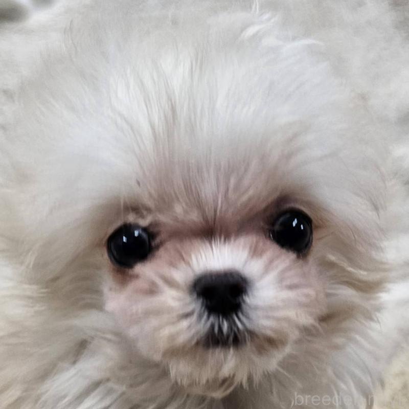 販売中の埼玉県のチワマル:チワワ×マルチーズ-440488の5枚目