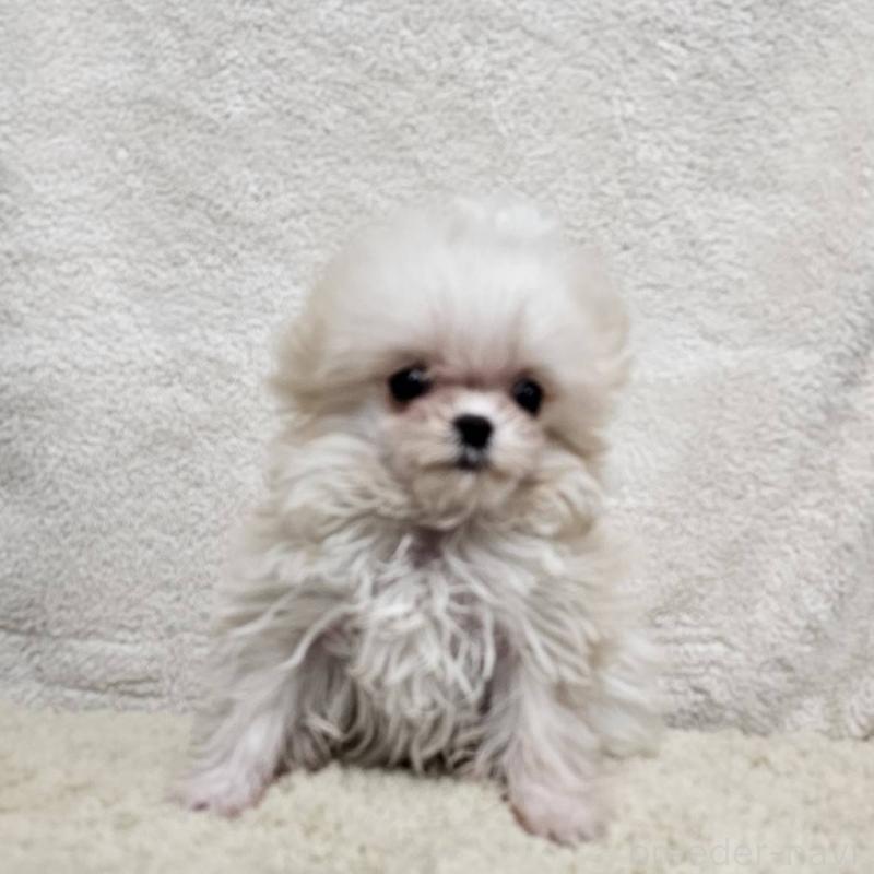 販売中の埼玉県のチワマル:チワワ×マルチーズ-440488の4枚目