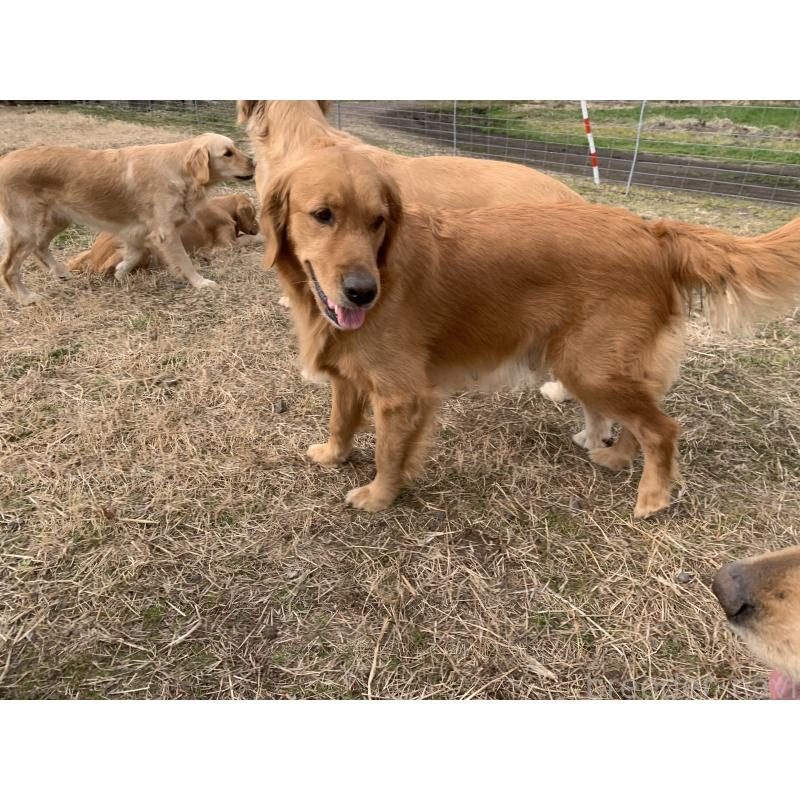 販売中の鹿児島県のゴールデンレトリーバー-445271の2枚目