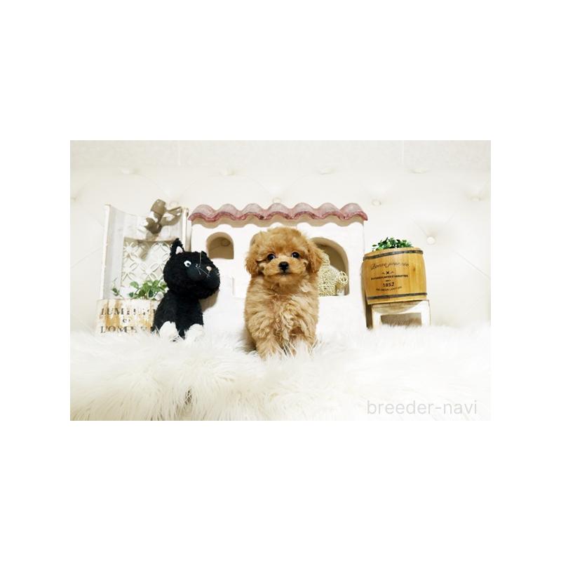 販売中の佐賀県のトイプードル-445273の3枚目