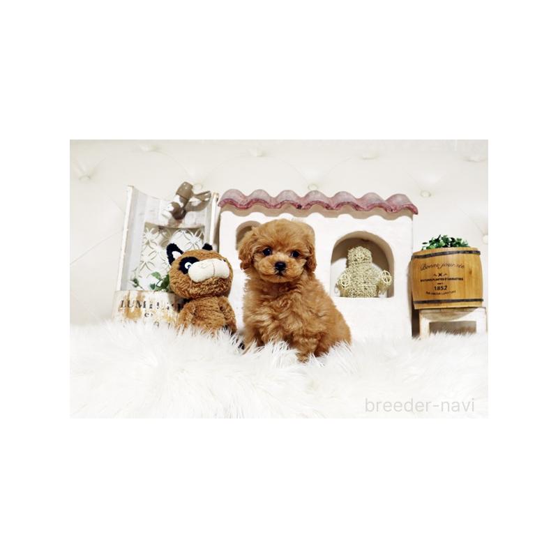 成約済の佐賀県のトイプードル-445275の5枚目