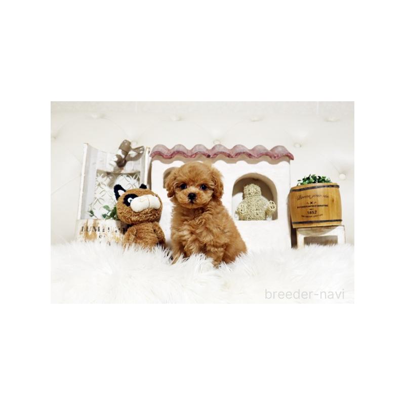 成約済の佐賀県のトイプードル-445275の4枚目