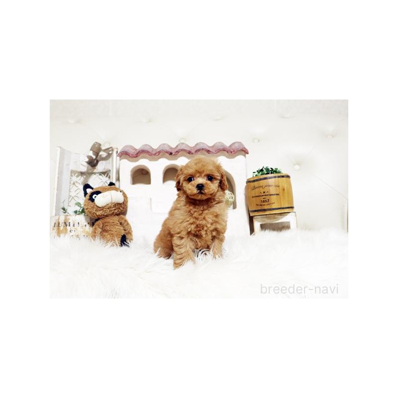 成約済の佐賀県のトイプードル-445275の2枚目