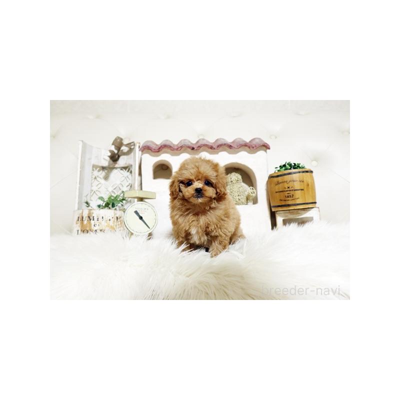 販売中の佐賀県のトイプードル-445276の5枚目