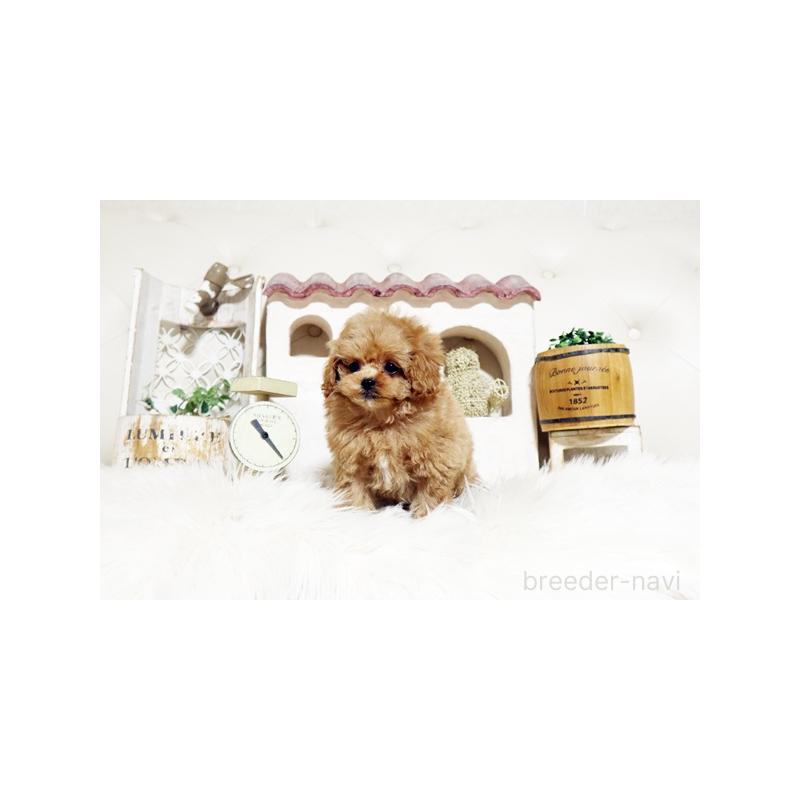 販売中の佐賀県のトイプードル-445276の4枚目