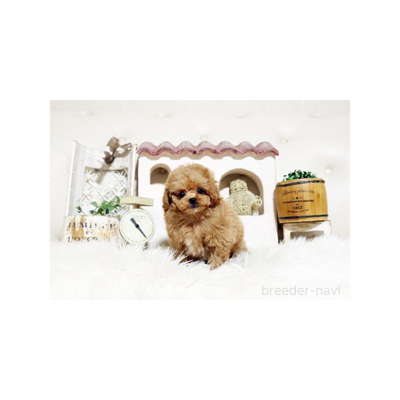 販売中の佐賀県のトイプードル-445276の3枚目