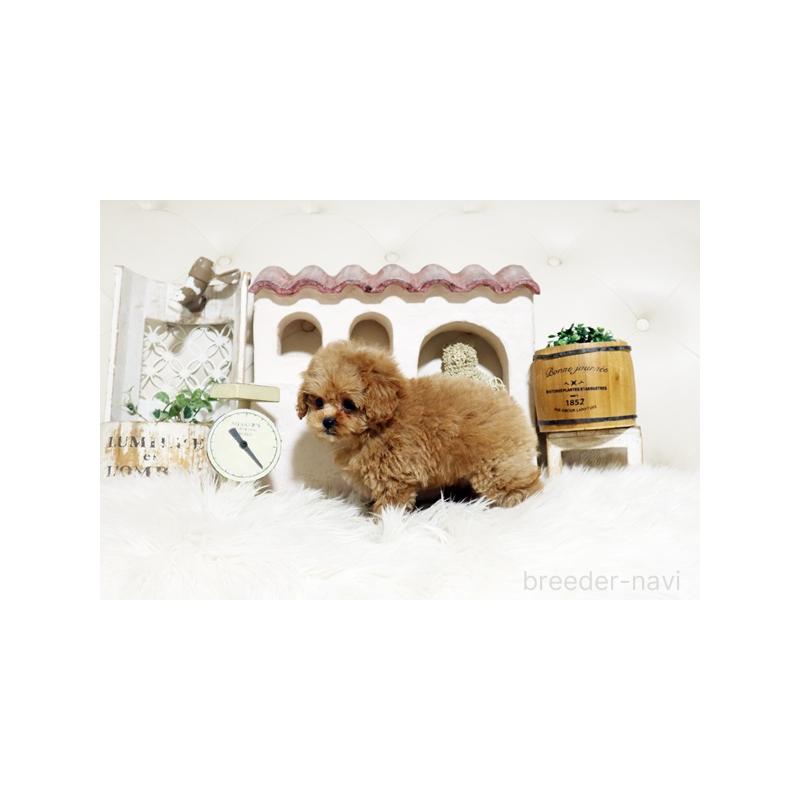 販売中の佐賀県のトイプードル-445276の2枚目