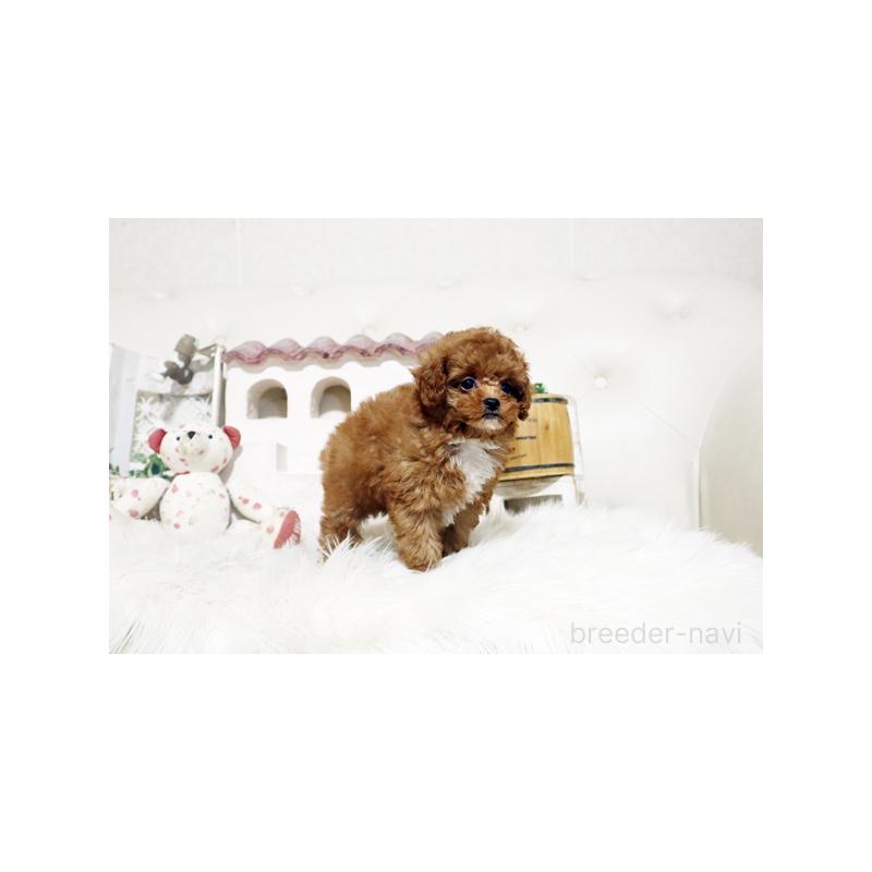 販売中の佐賀県のトイプードル-445277の2枚目