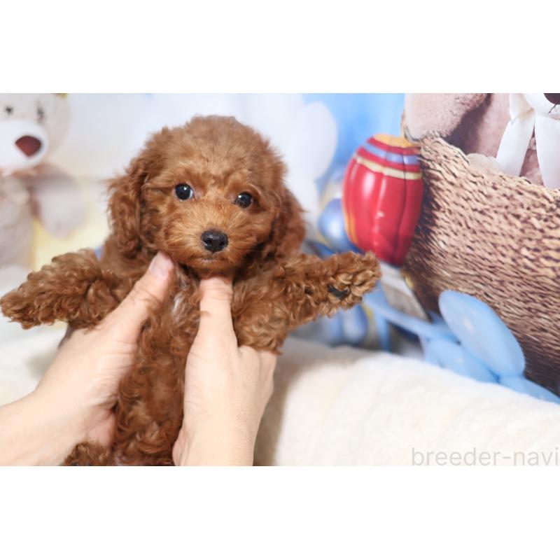 販売中の大阪府のティーカッププードル-445279の1枚目