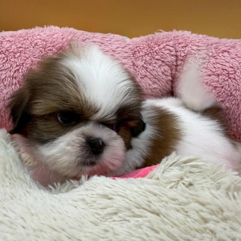 販売中の東京都のシーズー-445280の5枚目