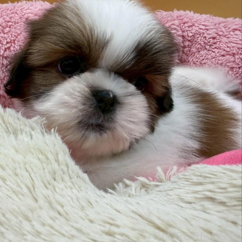 販売中の東京都のシーズー-445280の4枚目